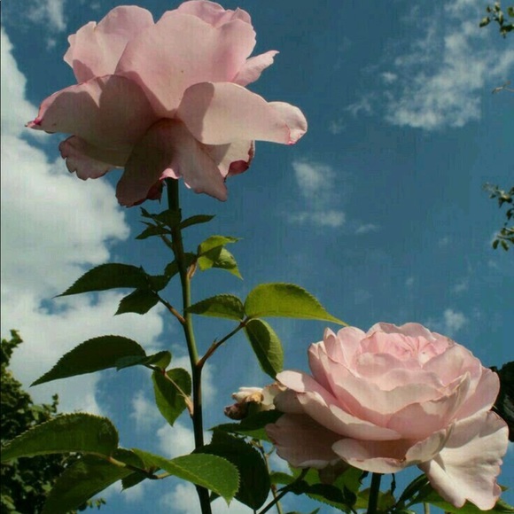 Meet your Posher, Mikayla - Picture 1 of 1